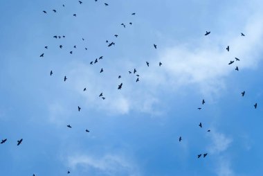 Mavi gökyüzünde bulutlarla uçan kuş sürüsü