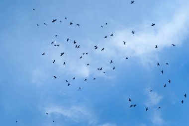 Mavi gökyüzünde bulutlarla uçan kuş sürüsü