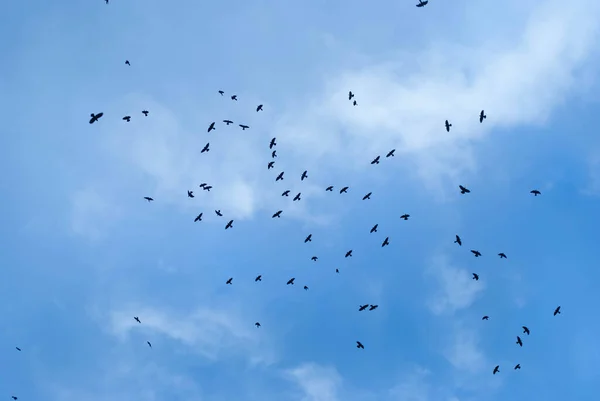 Mavi gökyüzünde bulutlarla uçan kuş sürüsü