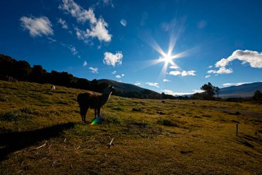 Lama, alpaka And manzarası, ekvador mavisi gökyüzü