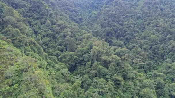 Vista Aérea Del Río Selva Tropical América Latina Drone — Vídeo de stock