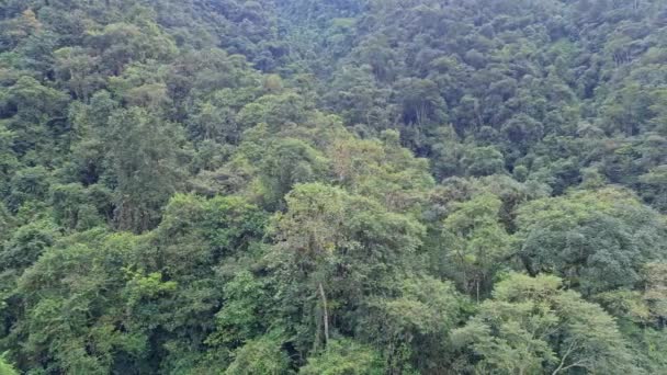 Flygfoto Över Floden Rainforest Latinamerika Drönare — Stockvideo