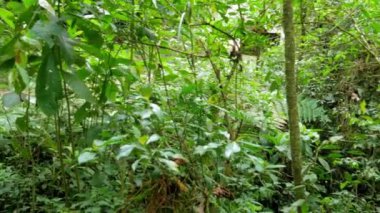 Doğal tropikal orman atmosferi, içinde bir nehir var. Ekvatorda tropikal yağmur ormanları var. Yeşillik bitkiler..