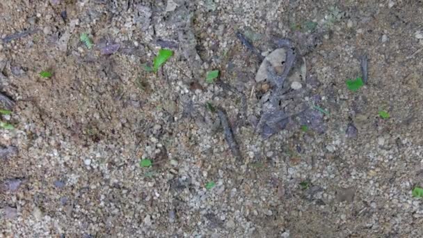 Κοντινά Μυρμήγκια Κοπής Φύλλων Που Περπατούν Ένα Κλαδί Του Ισημερινού — Αρχείο Βίντεο