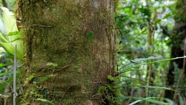 Großaufnahme Blattameisen Die Auf Einem Ast Laufen Ecuador Wirbellose Tiere — Stockvideo