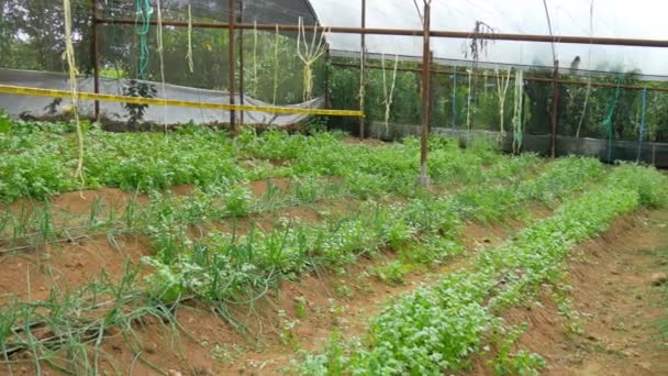 Invernadero Zanahoria Acelga Brocha Con Hojas Verdes Video — Vídeos de Stock