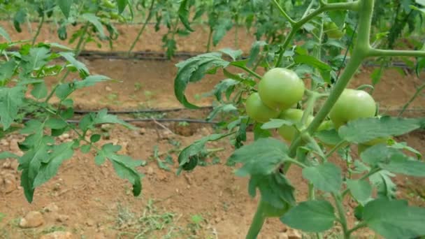 Gewächshaus Tomaten Reisig Mit Grünen Und Roten Tomaten Darin Video — Stockvideo