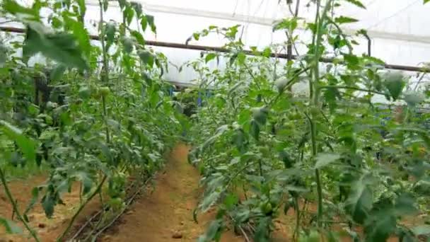Växthustomatpensel Med Gröna Och Röda Tomater Video — Stockvideo