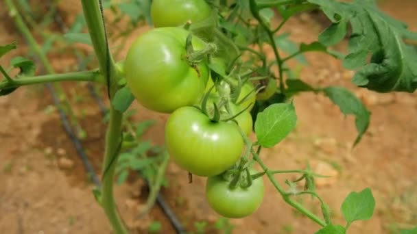 Pinceaux Tomates Serre Avec Des Tomates Vertes Rouges Dedans Vidéo — Video