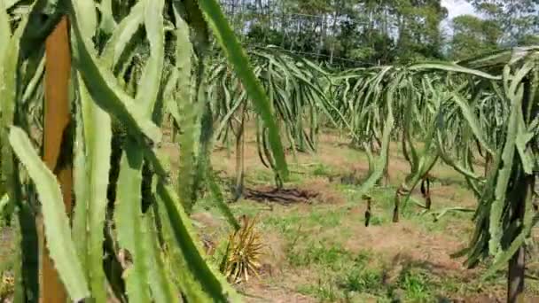 Plantas Frutas Dragão Pitahaya Plantation Farm Vídeo — Vídeo de Stock