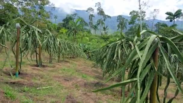 Plantas Frutas Dragão Pitahaya Plantation Farm Vídeo — Vídeo de Stock