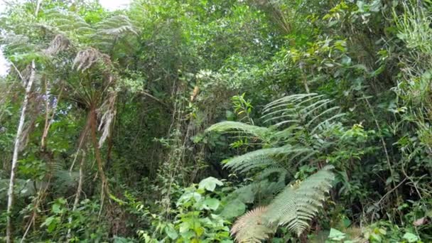 Naturlig Tropisk Skog Atmosfär Det Finns Flod Den Tropiska Regnskogar — Stockvideo