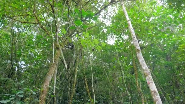 自然の熱帯林の雰囲気の中に川があります 赤道上に熱帯雨林が存在します 緑豊かな植物は — ストック動画