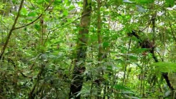 在热带森林的自然氛围中 有一条河流 赤道上有热带雨林 茂盛的青翠植物 — 图库视频影像