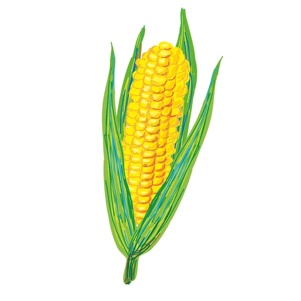 Corn on a white — Stock Vector