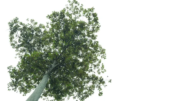 Stora Träd Isolat Vit Bakgrund — Stockfoto