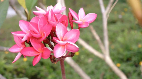Pembe Çiçek Yapraklarının Yakın Plan Fotoğrafı Arka Plan — Stok fotoğraf