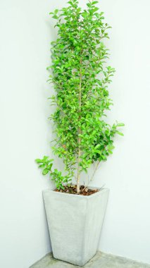 Alçı arka planda duran yeşil ağaç.