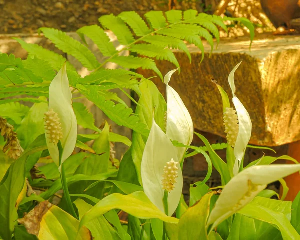 Giardino Fiorito Fiore Bianco Naturalmente Primavera Cortile — Foto Stock