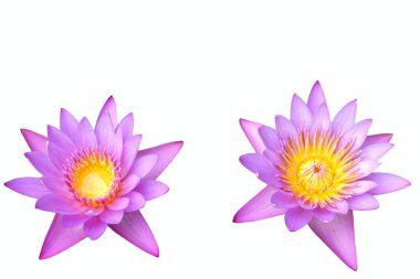 Beyaz arka planda farklı bir hakimiyete sahip iki mor zambak..