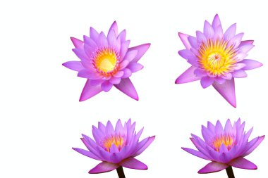 Beyaz arkaplanda mor nilüfer çiçekleri..