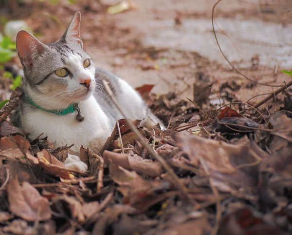 Beyaz çizgili yetişkin bir kedinin kuru yaprakların üzerinde bir bahçede yatıp dinlendiği manzara fotoğrafı. Bir çok eski kahverengi yaprak Keşif eri bahçede neler olduğuna baktı..