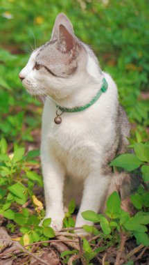 Arkaplan resmi, yeşil çimlerin ortasındaki rıhtıma bakan güzel gri bir tekir..