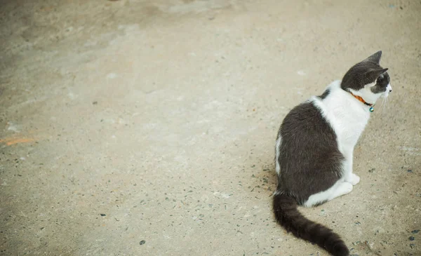 石膏の屋外空間で黒と白のペット猫の写真の背景 — ストック写真