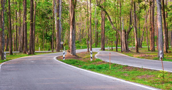Taze akşam yeşili ağaçlar. Arka planda siyah yol harika görünüyor..