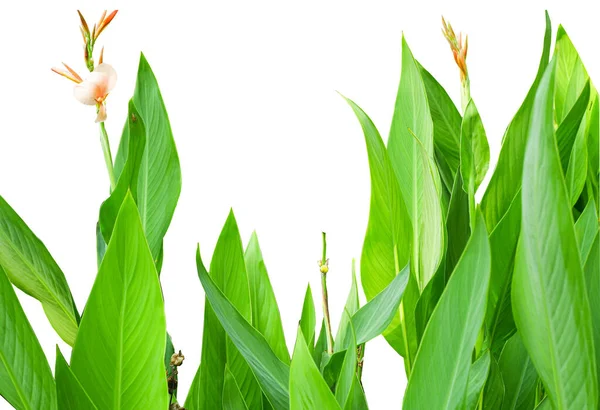 Dekorasyon ve duvar kağıdı için taze yeşil yaprak arkaplanı