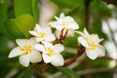 Dış planda beyaz çiçek yapraklarının yakın plan fotoğrafı..