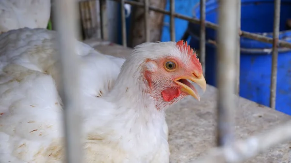 Piyasa veya kümes hayvanları firmasında satılmak üzere tavuk ve tavuklar kafeste.