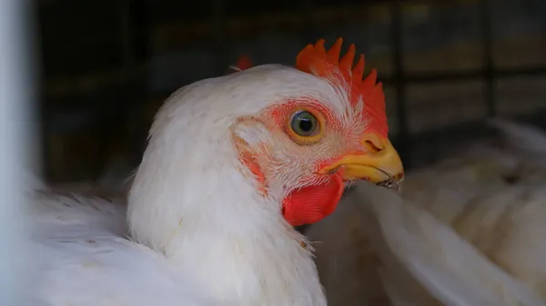 Pollo Gallinas Jaula Para Venta Mercado Concepto Empresa Avícola — Foto de Stock