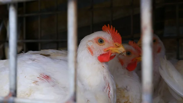 市場や養鶏会社の概念で販売するためのケージ内の鶏や鶏 ロイヤリティフリーのストック写真