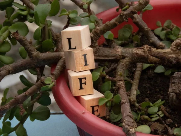 Life Par Lettre Faite Perles Bois Blocs Placés Verticalement Plein — Photo