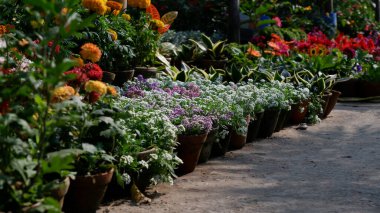 Winter flowers are for sale in nursery.