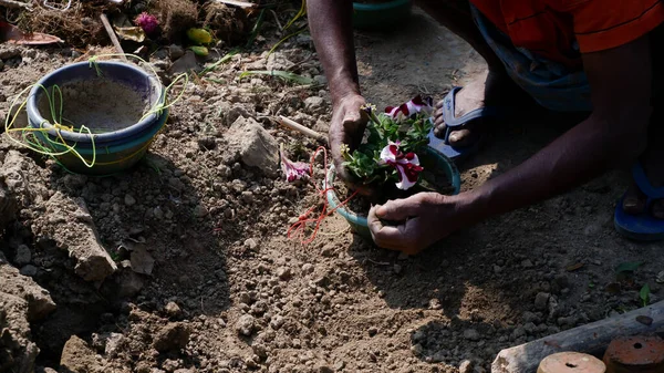 Gardener putting the plant into the plastic pot with soil.