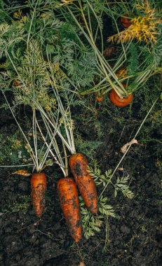 Yerden yeni çıkarılmış havuçlar. Çiftçilik, tarım endüstrisi. Çevre dostu havuç üretimi, vitamin kaynağı. Biyolojik tarım