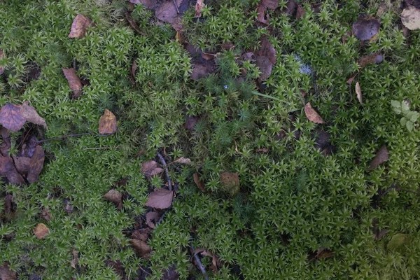 Bellissimo Sfondo Naturale Muschio Verde Morbido Nella Foresta Autunnale Caduta — Foto Stock