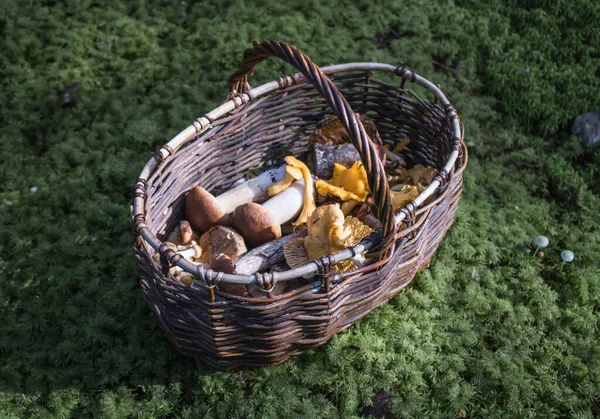 Korgkorg Med Ätbar Svamp Boletus Och Kantareller Som Samlats Skogen — Stockfoto