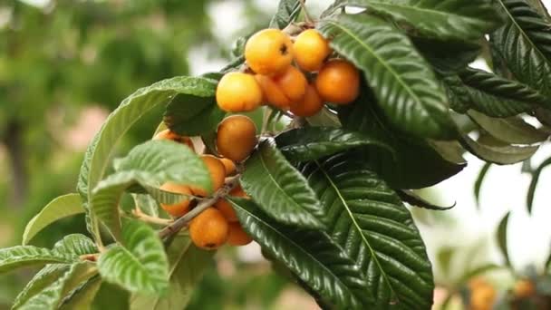 Recoger Loquats 01 — Vídeos de Stock