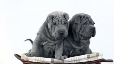 bir sepet içinde oturan iki shar pei yavrular