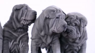 stüdyoda oturan dört shar pei kukla