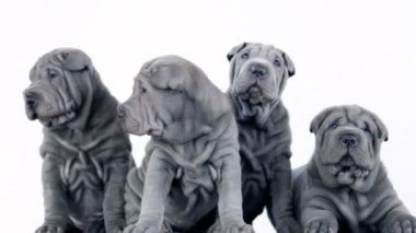 stüdyoda oturan dört shar pei yavrular
