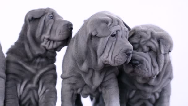 Vier shar pei welpen sitzen im studio — Stockvideo