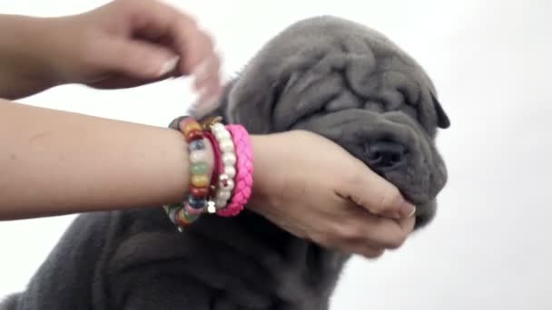 Shar pei κουτάβι petted από τον ιδιοκτήτη — Αρχείο Βίντεο