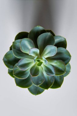 Yeşil çiçek yaklaş. Yukarıdan görüntüle