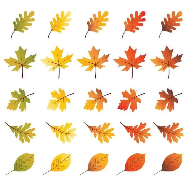 Autumn Leaves Vector Illustrations - Stok Vektor