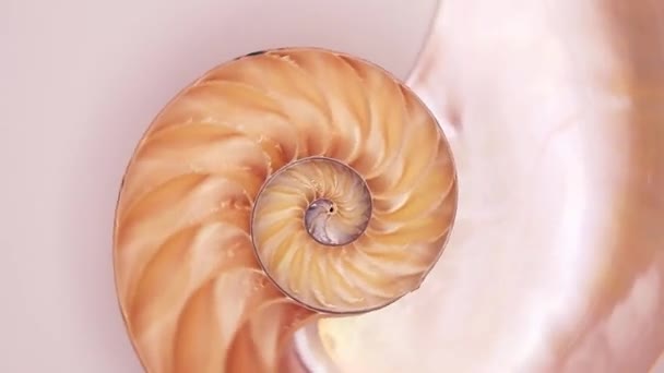 Varios Clips Diferentes Colores Del Nautilus Shell Rotación Lenta Divididos — Vídeo de stock