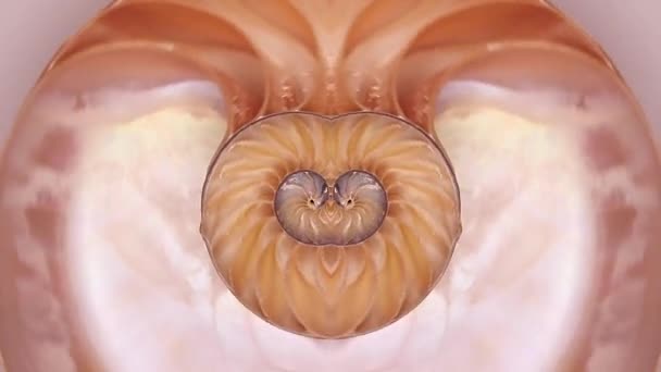 Nautilus壳体缓慢旋转 在其轴线周围劈成两半 — 图库视频影像
